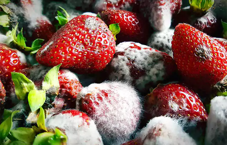علت کپک زدن مواد غذایی در یخچال